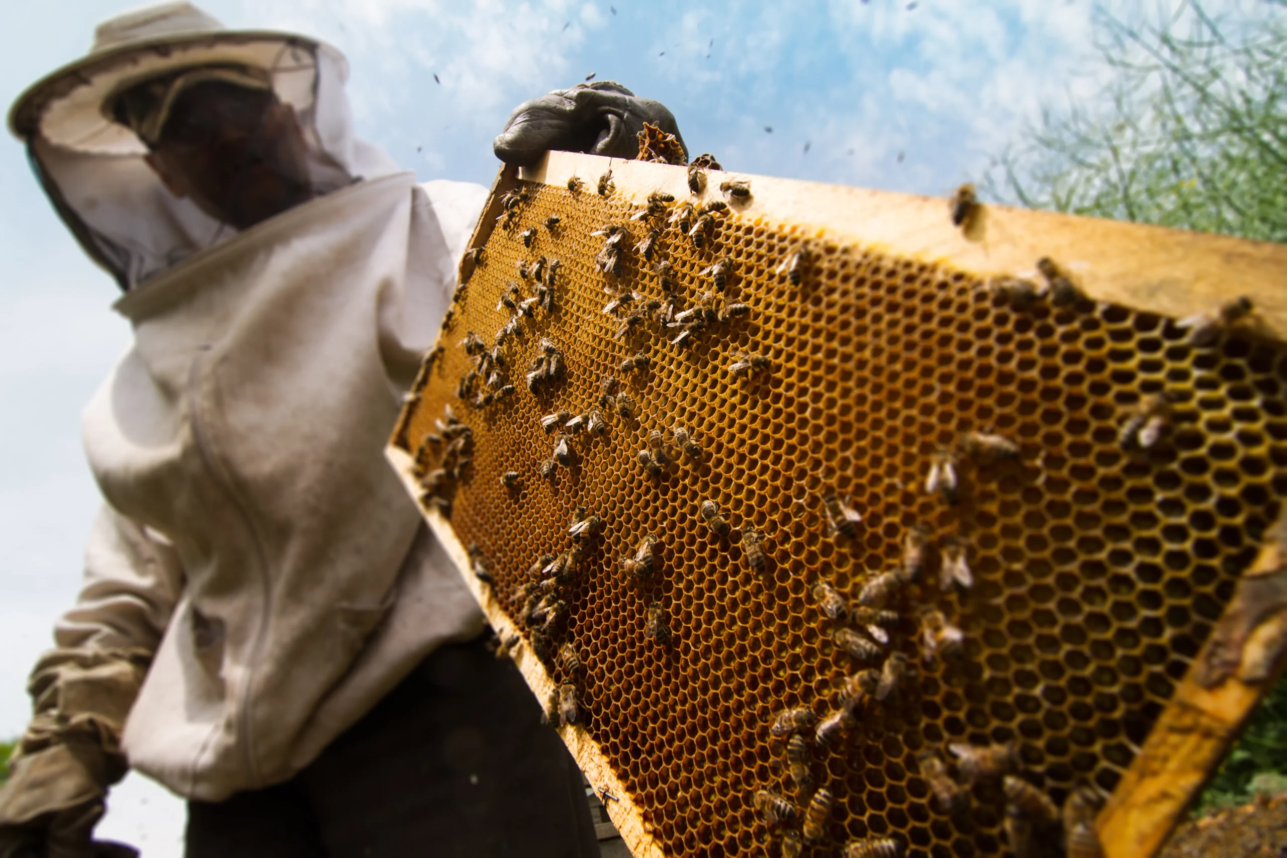 beekeeper-working-on-beehive-2025-01-15-13-19-59-utc